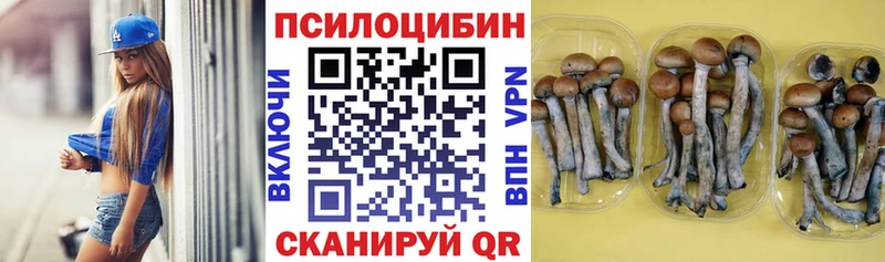 как найти   Приморск  блэк спрут tor  Галлюциногенные грибы Psilocybine cubensis 
